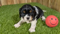 Bessie Girl 1, a male Cavalier King Charles Spaniel for sale in Halfway, MO – 1 of 5