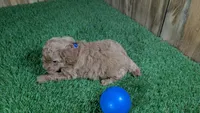 Baby Lisa, a male Poodle - Miniature  for sale in Halfway, MO – 4 of 5