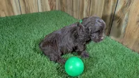 Honey Boy 1, a male Cavapoo for sale in Halfway, MO – 4 of 4