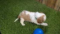 Beth Boy 1, a male Cavalier King Charles Spaniel for sale in Halfway, MO – 4 of 5