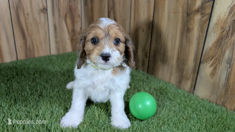 Gabby Boy 3 – Cavapoo puppy for sale in Halfway, MO