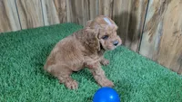Sky Boy 2, a male Cavapoo for sale in Halfway, MO – 4 of 4