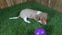 Cutie girl 2, a female Miniature Dachshund for sale in Halfway, MO – 5 of 5