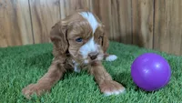 Lizzy Girl 2, a female Cavapoo for sale in Halfway, MO – 2 of 5