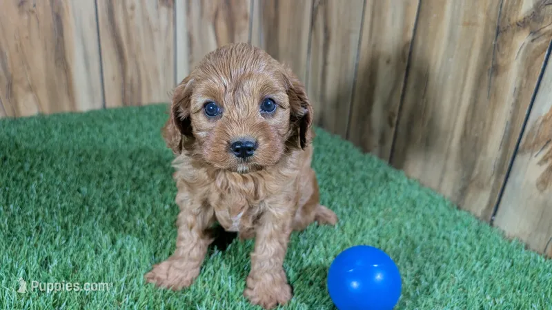 LaRae Boy 1 – Cavapoo puppy for sale in Halfway, MO