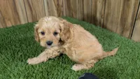 Kellee Boy 2, a male Cavapoo for sale in Halfway, MO – 4 of 4