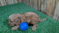 Sky Boy 2, a male Cavapoo for sale in Halfway, MO – 3 of 4