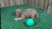 Fluffy Boy 1, a male Cavapoo and Poodle - Miniature  for sale in Halfway, MO – 4 of 4