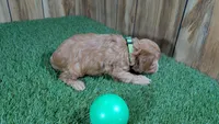 Fluffy Boy 1, a male Cavapoo and Poodle - Miniature  for sale in Halfway, MO – 2 of 4