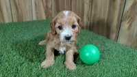 Fluffy Boy 1, a male Cavapoo and Poodle - Miniature  for sale in Halfway, MO – 3 of 4