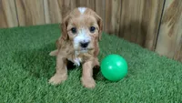 Fluffy Boy 1, a male Cavapoo and Poodle - Miniature  for sale in Halfway, MO – 1 of 4