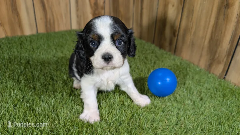 Gracie Boy 1 – Cavalier King Charles Spaniel puppy for sale in Halfway, MO
