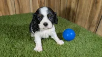 Gracie Boy 1, a male Cavalier King Charles Spaniel for sale in Halfway, MO – 1 of 5
