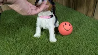Hannah Girl 2, a female Cavalier King Charles Spaniel for sale in Halfway, MO – 6 of 6