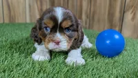 Hannah Boy 2, a male Cavalier King Charles Spaniel for sale in Halfway, MO – 2 of 6