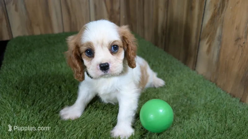 Beth Boy 2 – Cavalier King Charles Spaniel puppy for sale in Halfway, MO