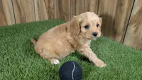 Kellee Boy 2, a male Cavapoo for sale in Halfway, MO – 3 of 4