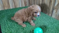 Sky Boy 3, a male Cavapoo for sale in Halfway, MO – 3 of 4