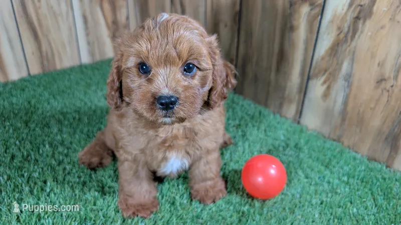 Sky Boy 4 – Cavapoo puppy for sale in Halfway, MO