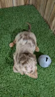 Sweetie's Boy 1 AKC, a male Miniature Dachshund for sale in Halfway, MO – 4 of 6