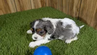 Bertha Boy 1, a male Cavalier King Charles Spaniel for sale in Halfway, MO – Photo 4 of 5