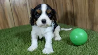 Missy Boy 4, a male Cavalier King Charles Spaniel for sale in Halfway, MO – 4 of 5
