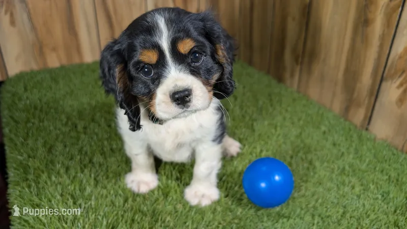 Bessie Boy 1 – Cavalier King Charles Spaniel puppy for sale in Halfway, MO