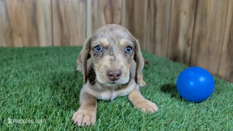 Raleigh Boy 1 – Miniature Dachshund puppy for sale in Halfway, MO