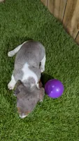 Cuties Girl 1, a female Miniature Dachshund for sale in Halfway, MO – 2 of 5