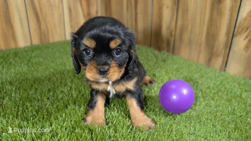 Donut Girl 1 – Cavalier King Charles Spaniel puppy for sale in Halfway, MO