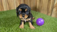 Donut Girl 1, a male Cavalier King Charles Spaniel for sale in Halfway, MO – 1 of 4