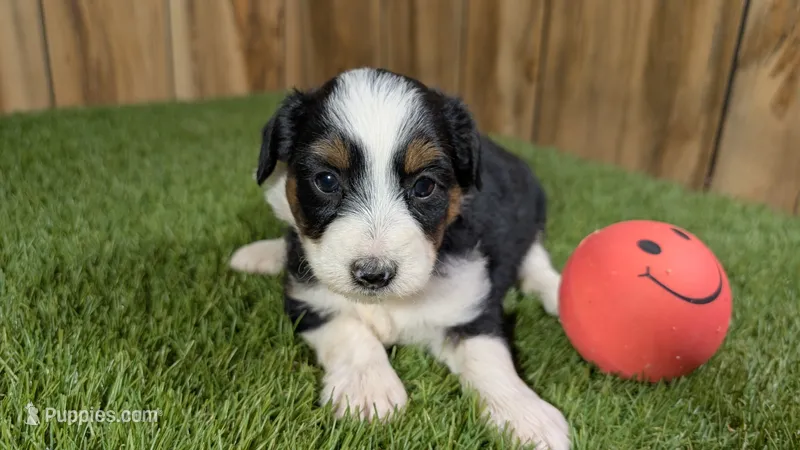 Sunset Girl 3 – Miniature Aussiedoodle puppy for sale in Halfway, MO