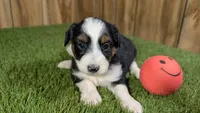 Sunset Girl 3, a female Miniature Aussiedoodle for sale in Halfway, MO – 1 of 4