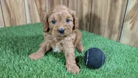 Katie Boy 4, a male Cavapoo for sale in Halfway, MO – Photo 2 of 4