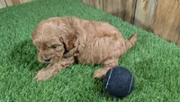 Katie Boy 4, a male Cavapoo for sale in Halfway, MO – Photo 3 of 4