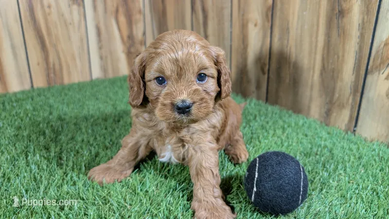 Katie Boy 4 – Cavapoo puppy for sale in Halfway, MO