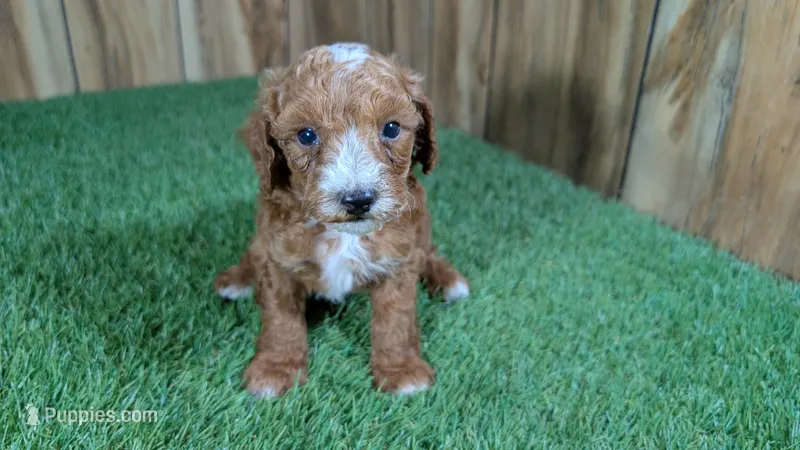 Honeycomb Boy 5 – Poodle - Miniature  puppy for sale in Halfway, MO