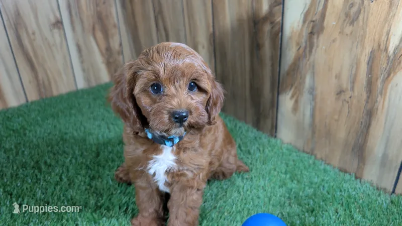 Sadie Boy 3 – Cavapoo puppy for sale in Halfway, MO