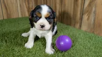 Hannah Girl 3, a female Cavalier King Charles Spaniel for sale in Halfway, MO – 2 of 5