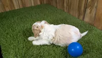 Lizzy Boy 1, a male Cavapoo for sale in Halfway, MO – 3 of 5