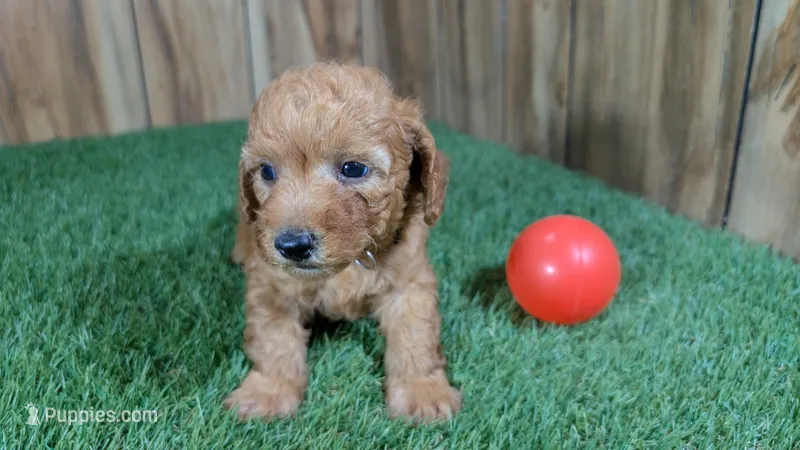 Honeycomb Boy 3 – Poodle - Miniature  puppy for sale in Halfway, MO