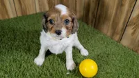 Gabby Girl 3, a female Cavapoo for sale in Halfway, MO – 4 of 5