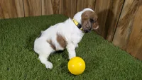 Gabby Girl 3, a female Cavapoo for sale in Halfway, MO – 3 of 5