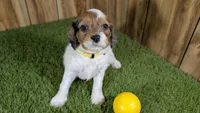 Gabby Girl 3, a female Cavapoo for sale in Halfway, MO – 2 of 5