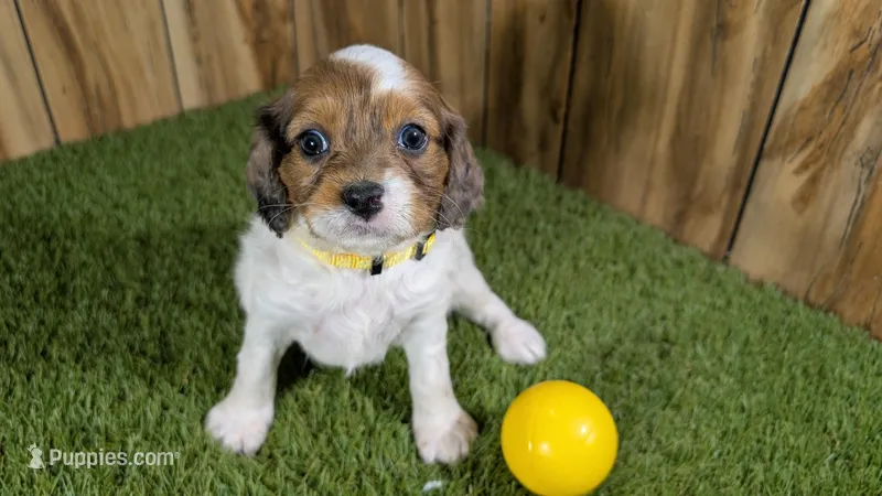 Gabby Girl 3 – Cavapoo puppy for sale in Halfway, MO