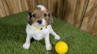 Gabby Girl 3, a female Cavapoo for sale in Halfway, MO – 1 of 5
