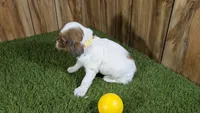 Gabby Girl 3, a female Cavapoo for sale in Halfway, MO – 5 of 5