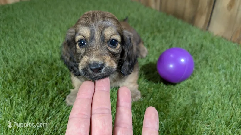Raleigh Girl 1 – Miniature Dachshund puppy for sale in Halfway, MO