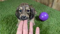 Raleigh Girl 1, a female Miniature Dachshund for sale in Halfway, MO – 1 of 6