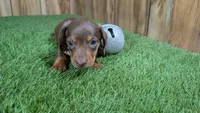 Tilly Boy 2, a male Miniature Dachshund for sale in Halfway, MO – 2 of 5
